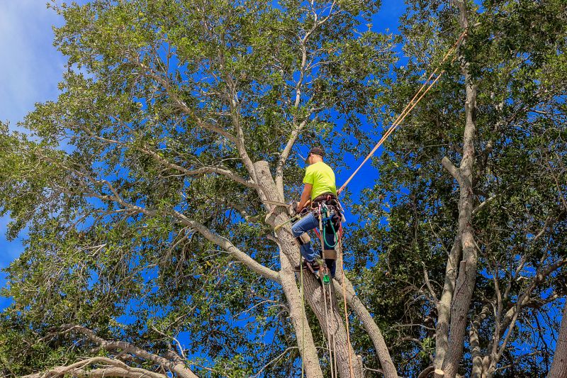 Professional Tree Pruning