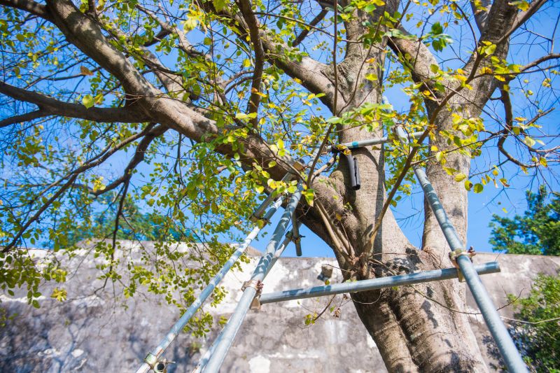 Structural Tree Care