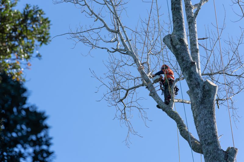Local Tree Care Experts