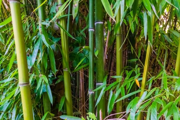 Cost of Bamboo Trimming in Hickory