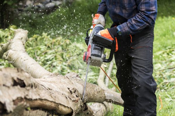 Cost of Branch Removal Service in Hickory