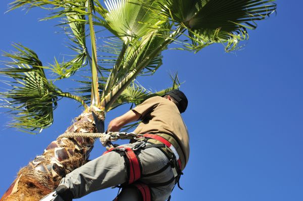 Cost of Palm Tree Trimming in Hickory