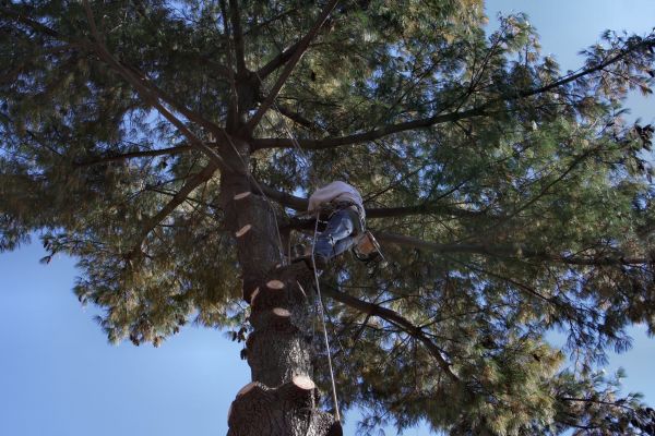 Cost of Trimming Service in Hickory