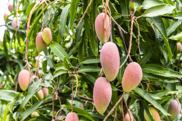 Cost of Mango Tree Trimming in Hickory