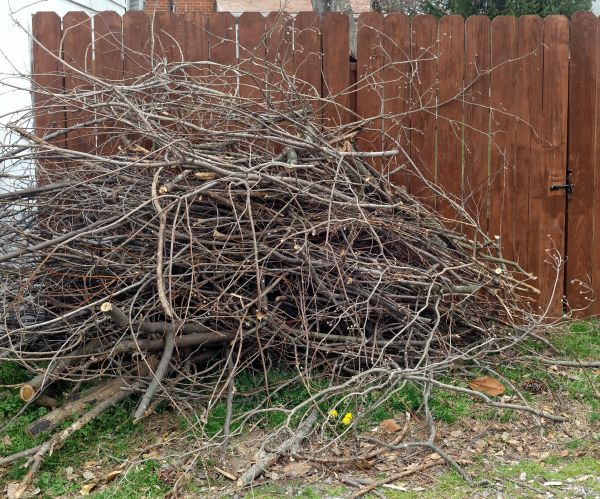 Cost of Dead Branch Removal in Hickory