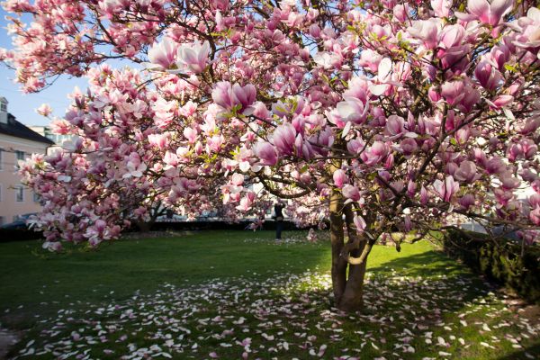 Cost of Ornamental Tree Pruning in Hickory