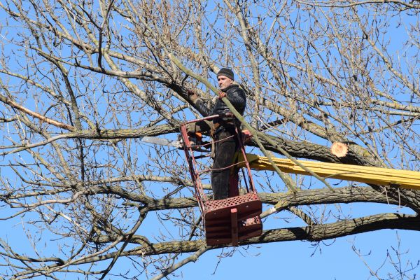 Cost of Emergency Tree Trimming in Hickory