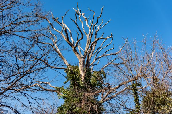 Cost of Deadwood Removal in Hickory