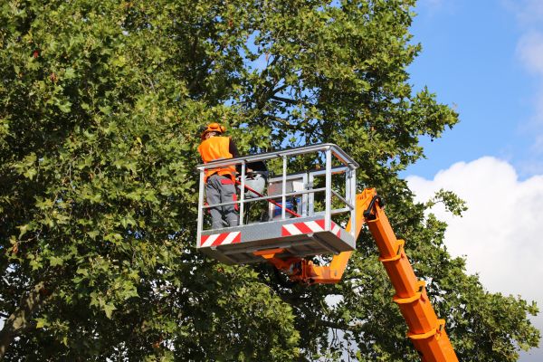 Cost of Commercial Tree Service in Hickory
