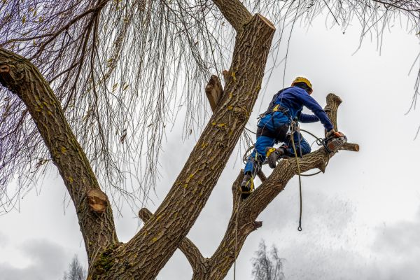 Cost of Tree Maintenance Service in Hickory