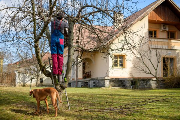 Cost of Residential Tree Trimming in Hickory