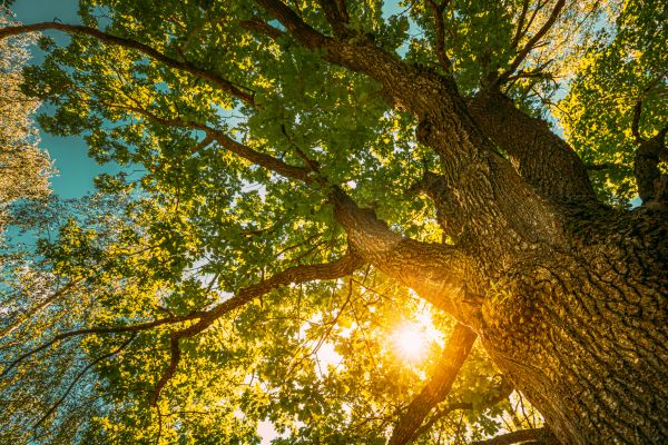 Cost of Oak Tree Pruning in Hickory