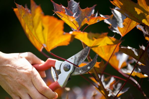 Cost of Maple Tree Pruning in Hickory