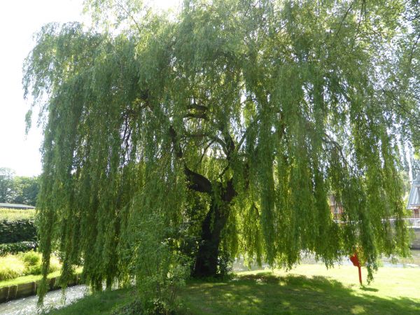 Cost of Willow Tree Trimming in Hickory
