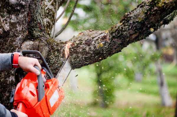 Cost of Tree Limbs Removal in Hickory