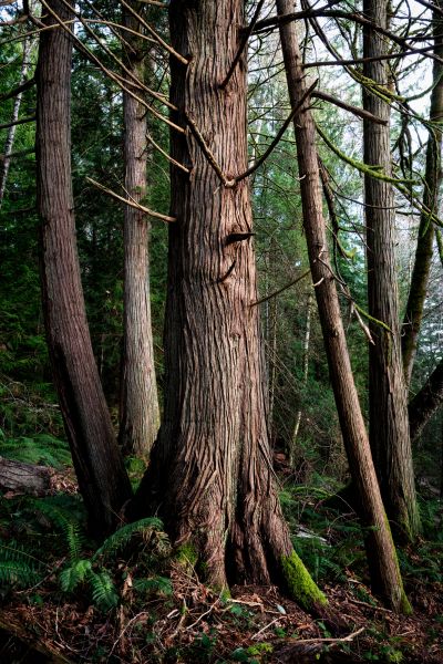 Cost of Cedar Tree Trimming in Hickory