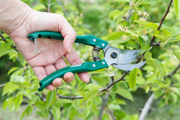 Cost of Pear Tree Pruning in Hickory
