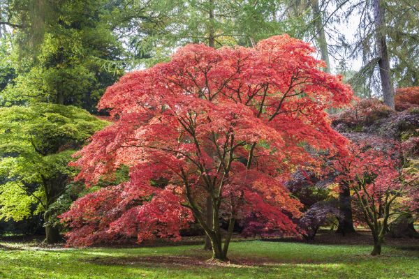 Cost of Japanese Maple Pruning in Hickory