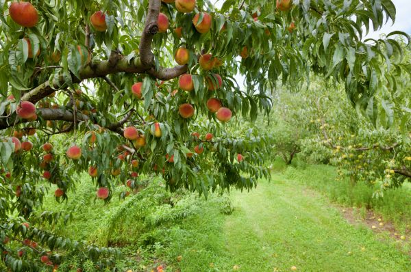 Cost of Peach Tree Pruning in Hickory