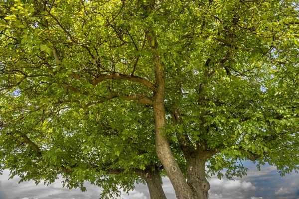 Cost of Walnut Tree Trimming in Hickory