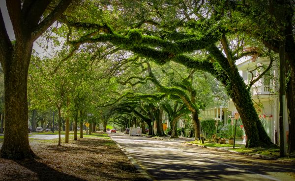Cost of Tree Canopy Thinning in Hickory