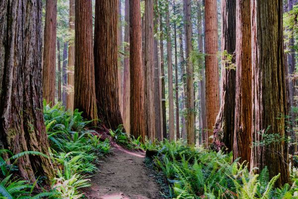 Cost of Redwood Tree Trimming in Hickory