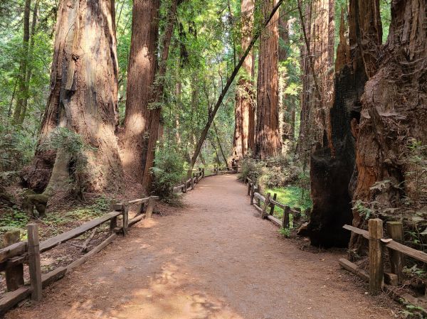 Cost of Redwood Tree Pruning in Hickory
