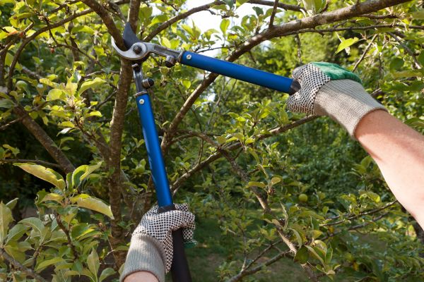 Cost of Residential Tree Pruning in Hickory