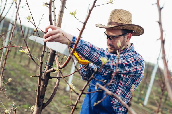 Cost of Orchard Tree Pruning in Hickory