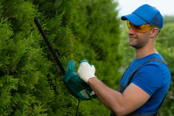 Cost of Tree Shaping Service in Hickory
