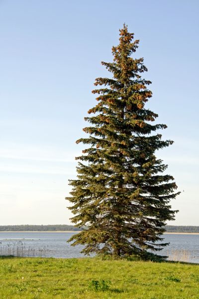 Cost of Spruce Tree Pruning in Hickory