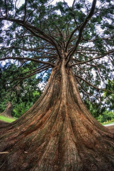 Cost of Cedar Tree Pruning in Hickory