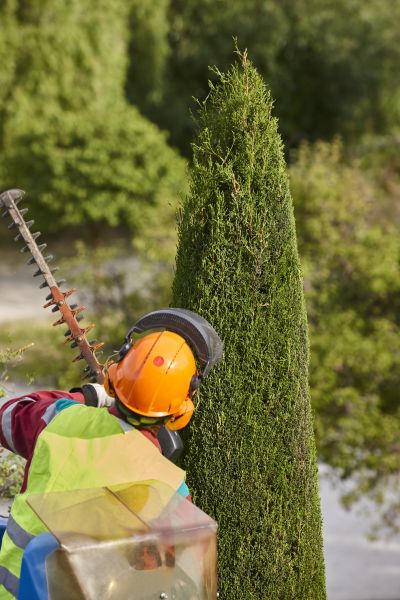 Cost of Cypress Tree Trimming in Hickory