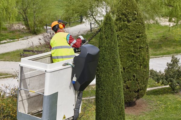 Cost of Cypress Tree Pruning in Hickory