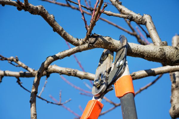 Cost of Peach Tree Trimming in Hickory