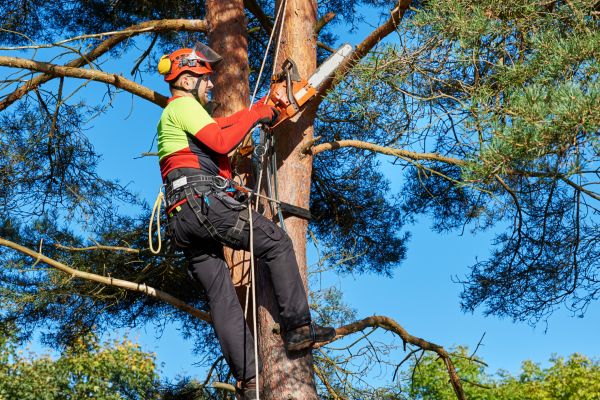 Cost of Canopy Pruning in Hickory