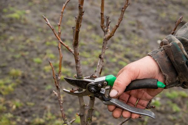 Cost of Pear Trees Pruning in Hickory