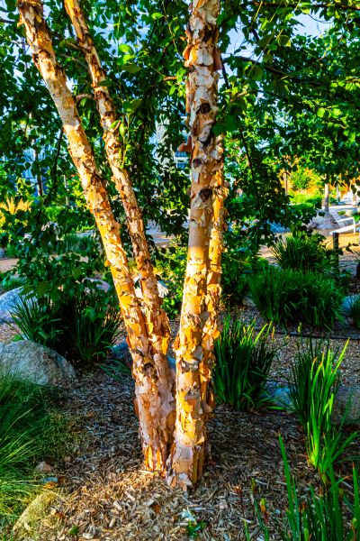 Cost of River Birch Trimming in Hickory