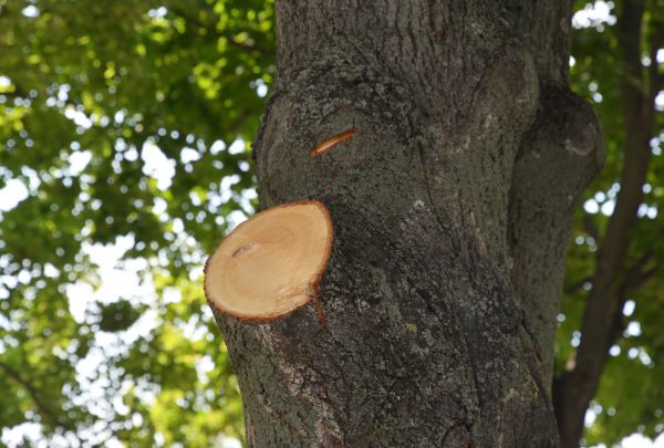 Cost of Limb Cutting in Hickory