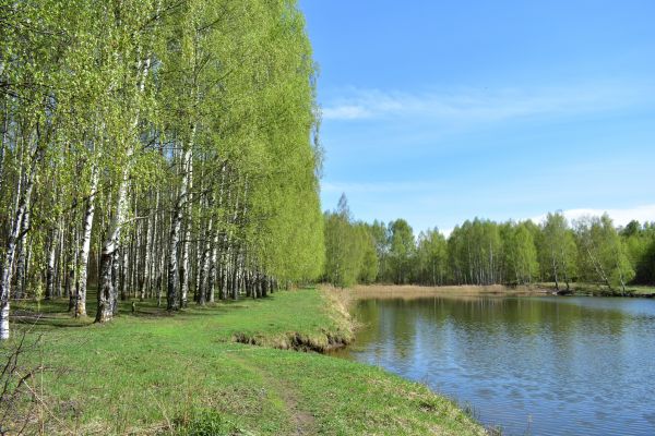 Cost of River Birch Pruning in Hickory