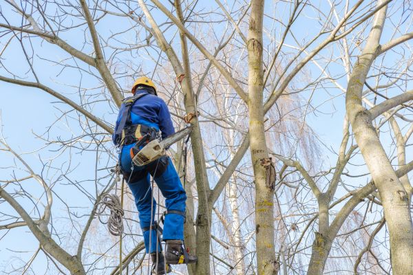 Cost of Large Tree Trimming in Hickory