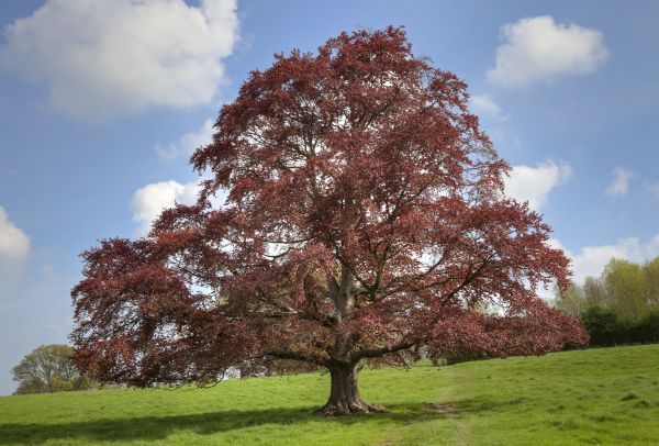 Cost of Beech Tree Pruning in Hickory