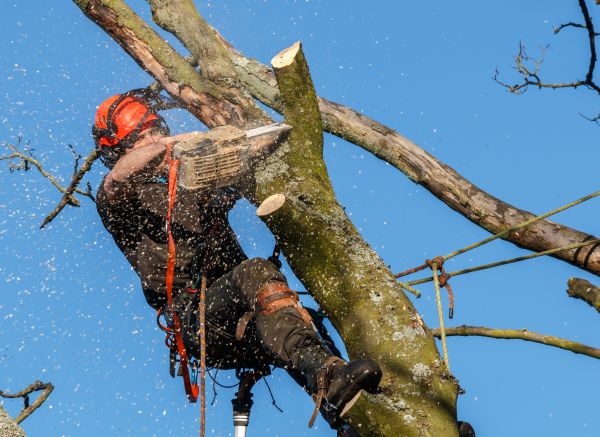 Cost of Tree Trimming Service in Hickory
