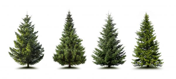 Cost of Pine Tree Trimming in Hickory